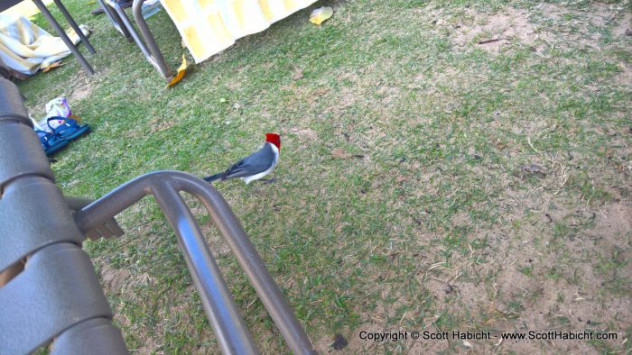 Some of the local birds.