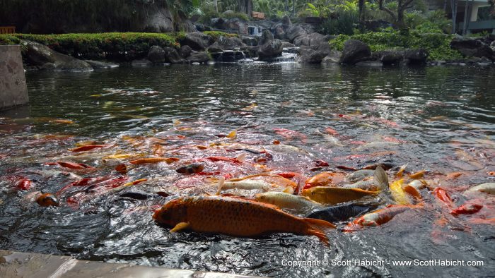 These koi were crazy and would come out of the water to get food.