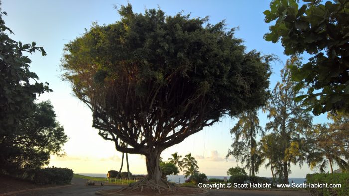 Out for a walk afterwards, and we came across this cool tree.