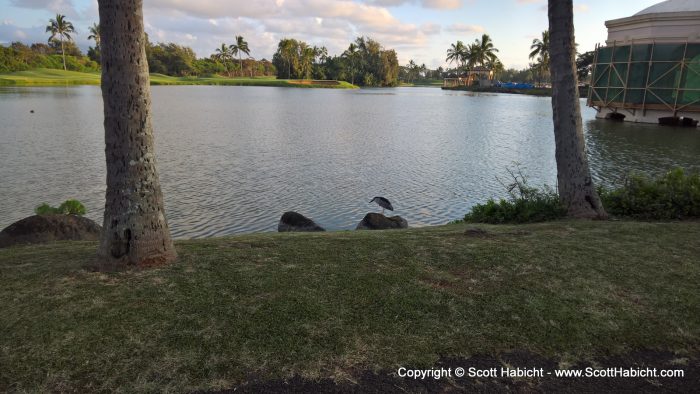 There was a well maintained golf course next to the resort.