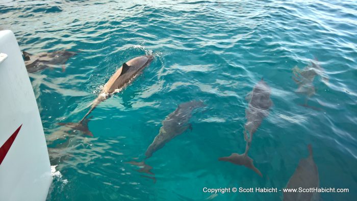 Our boat found itself surrounded by a pod of about 150 dolphins.