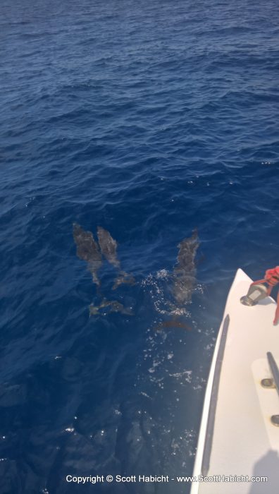 The dolphins joined us on the way back, too.