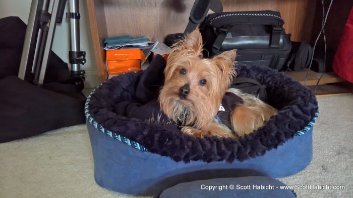 Riley loves his bed in my office.