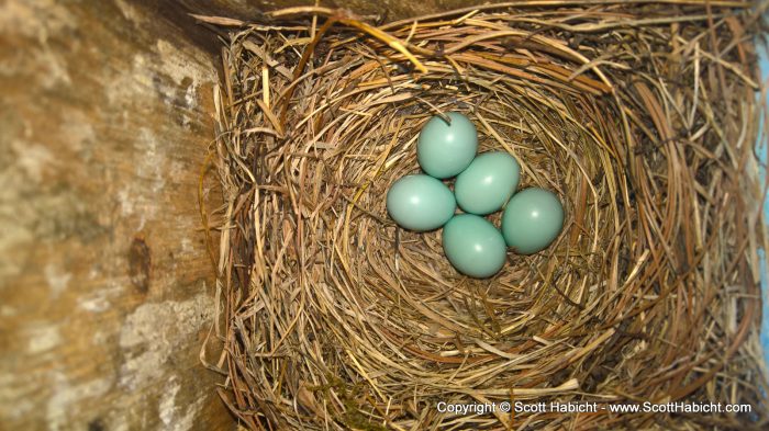 Bluebird eggs!!!!!