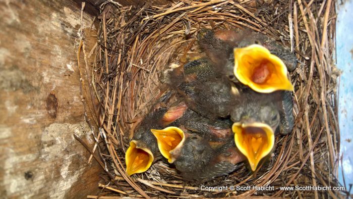 The bluebird eggs finally hatched.