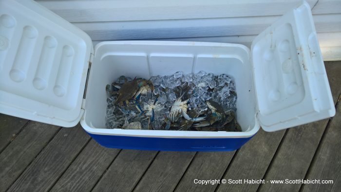 Father's day, and it was time for crabs.