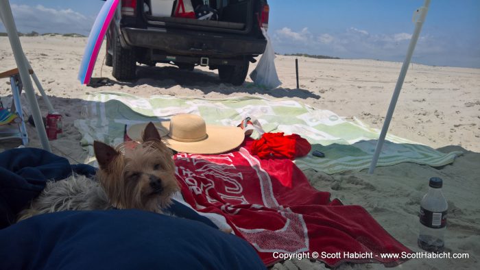 Riley just relaxed in the shade.