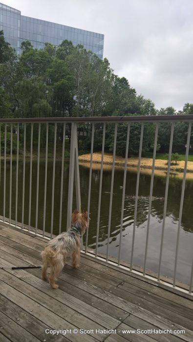 While Molly worked, Riley and I watched the geese at a nearby pond.