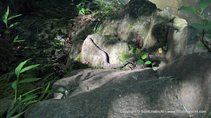 We found this snake while walking along the rocks.