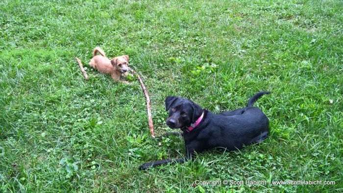 Meeting my brother's new dog, Minnie, for the first time.