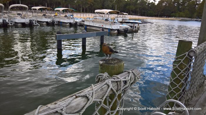 And we were waiting for the boat from Fort Wilderness.