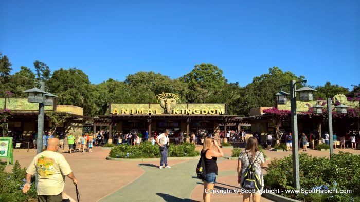 Day 3, and Molly's third park, Animal Kingdom.