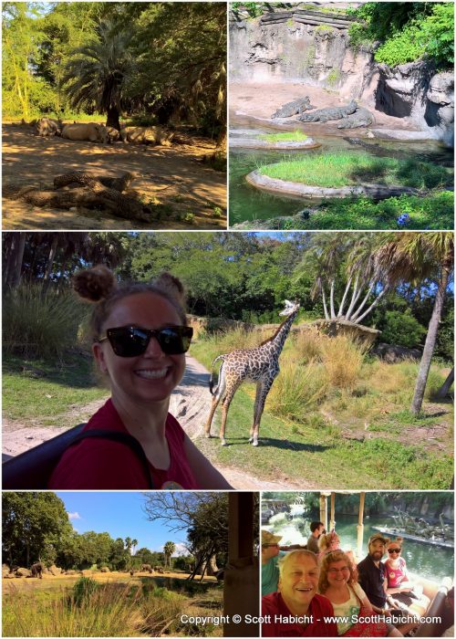 We did the safari first, and Molly got to see a giraffe up close!!