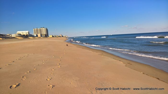 During the off-season I let Riley walk on the beach without a leash.