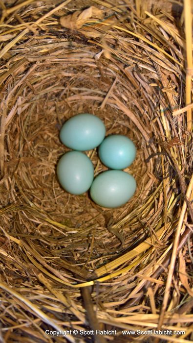 My bluebirds laid eggs!!!