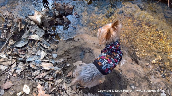 Riley, sniffing out racoon tracks.