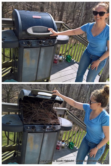 Looks like a bird tried to make a nest in my grill.