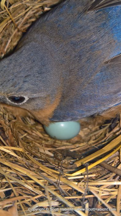 The bluebirds haven't hatched yet.