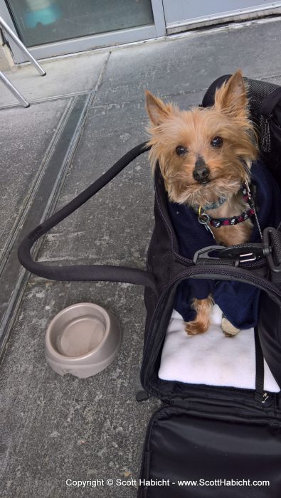 Riley loves the new bag.