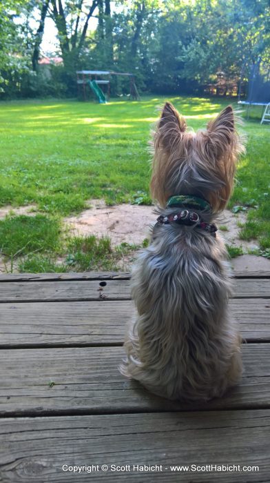 Riley, always on the lookout at Peter and Megan's house.