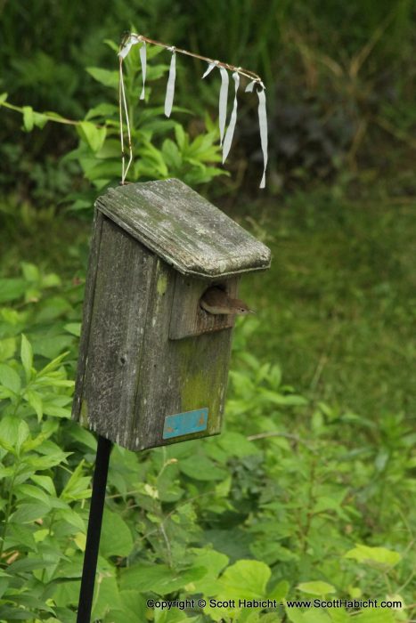 With the bluebirds gone, a pair of wrens decided to take the box for themselves.