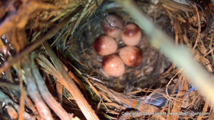 Looks like the wrens laid eggs.