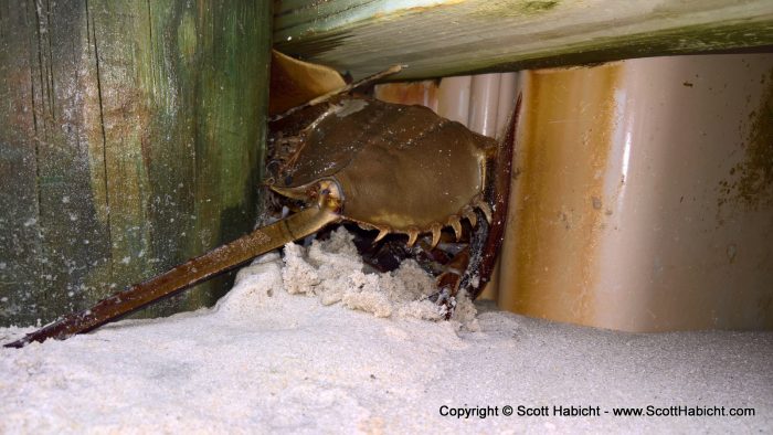 When walking arounD the beach we found this horseshoe crab digging.