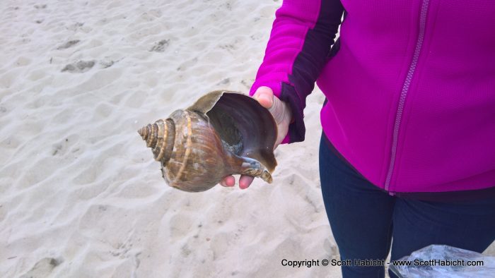 Molly bought a conch, but couldn't bear to kill it to eat it....