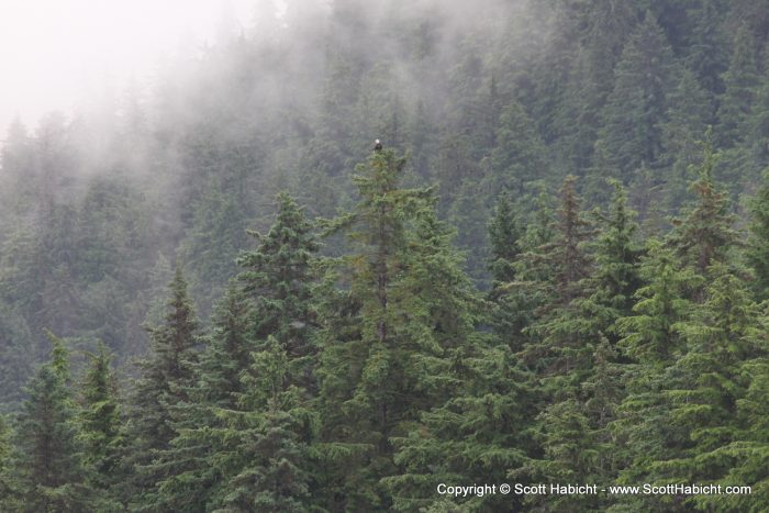 First sighting of a bald eagle.