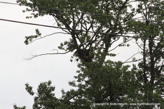 Bald eagle nest.