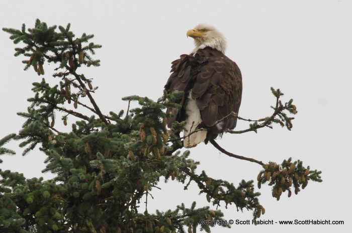 This bald eagle was very close.