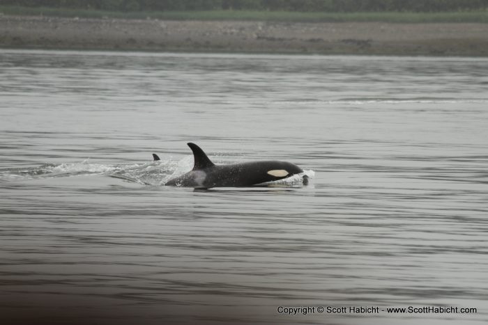 How about an orca and her calf?