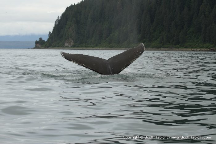 Then we found the humpback whales. This one was about 20 feet from the boat.