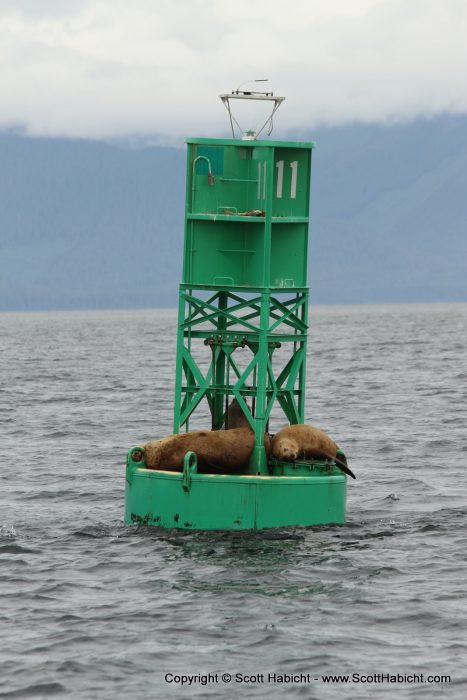 We saw some sea lions on a buoy.