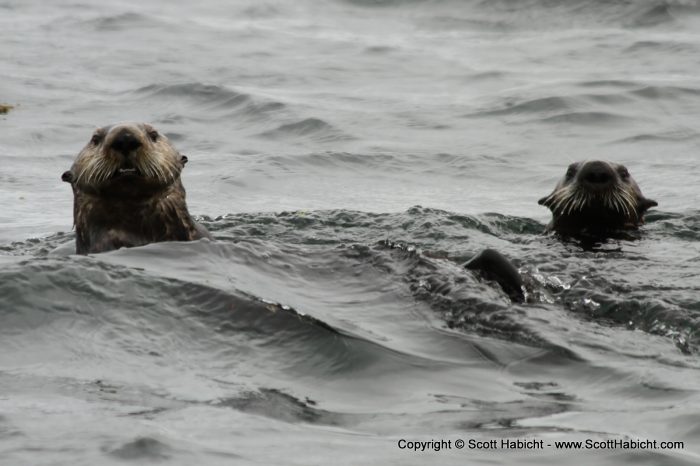 You could see they were sea otters.