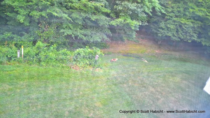 A fox was wondering through my backyard.