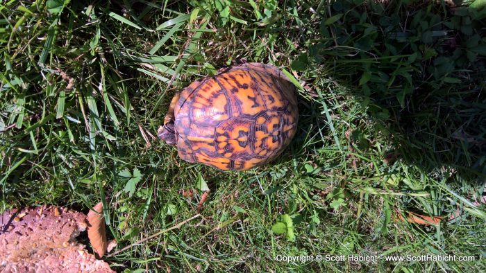 This turtle has been showing up in my backyard since at least 2011, maybe even longer. I can tell by the markings it's the same one. Search the site for turtle.