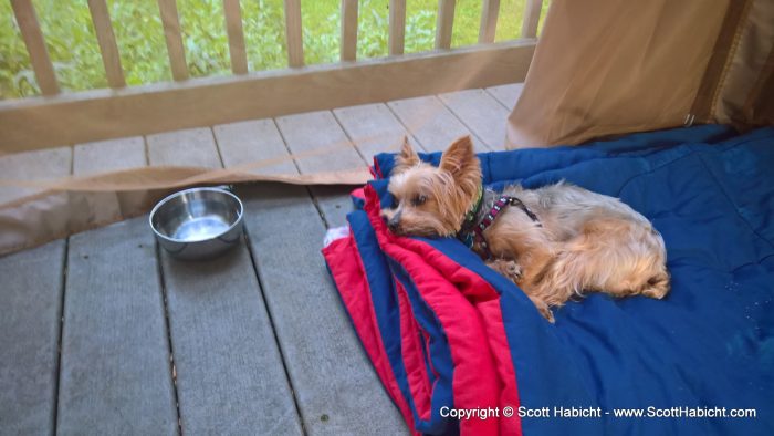 Riley also loves sitting on the deck.