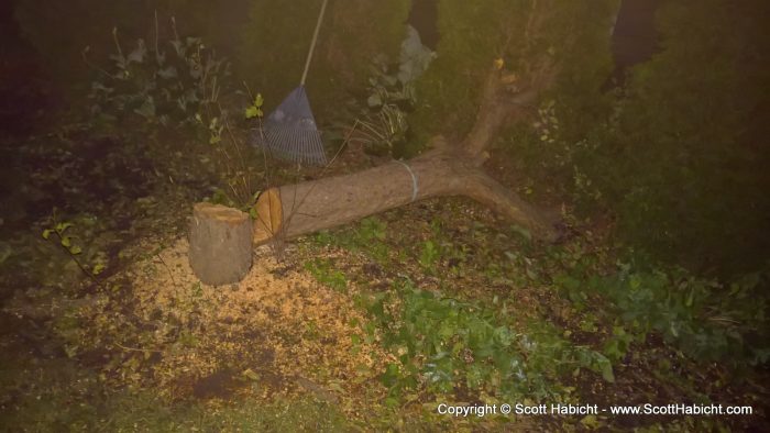 My neighbor decided to cut down a tree that bordered our property. I guess I'm ok with it.