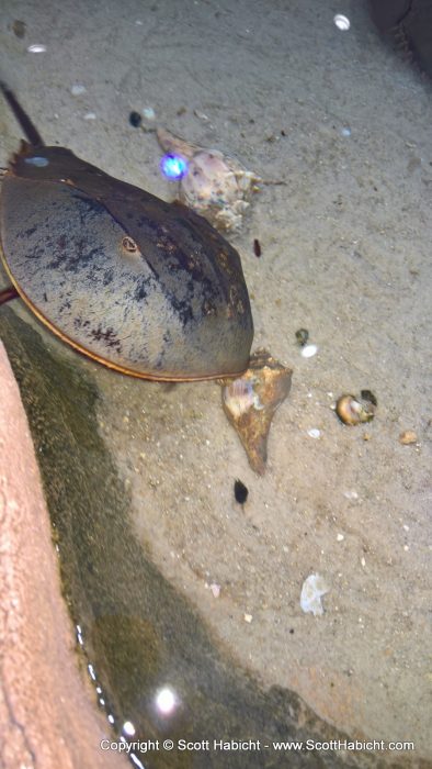 You could touch the horseshoe crabs, too.