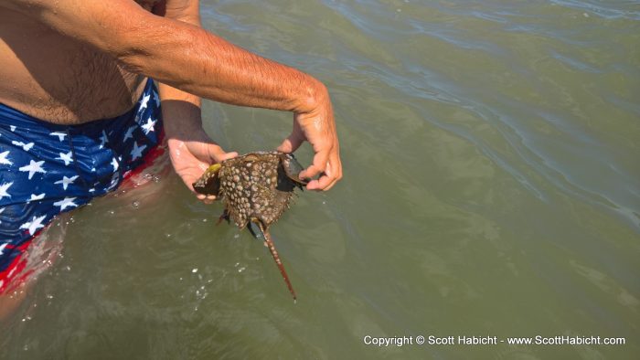 Tom found a horseshoe crab with lots of snails stuck to it.