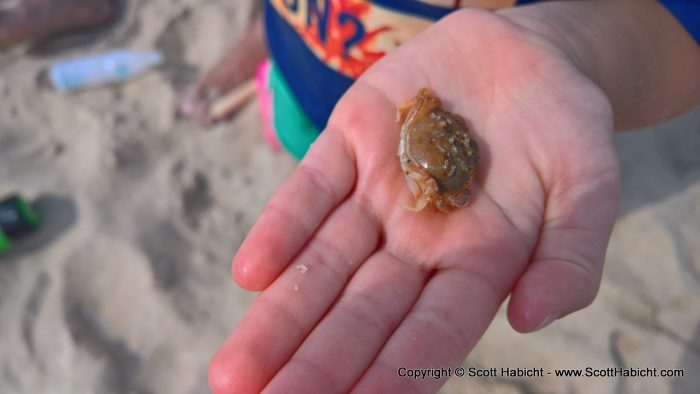 I found a small crab and gave it some kid.