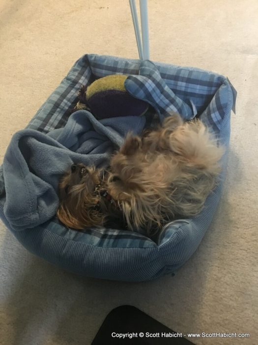 He now has 3 of these beds in the house, one in each office, and one in the bedroom.