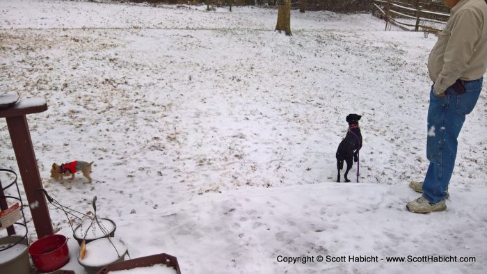 Riley (sometimes) doesn't mind the snow.