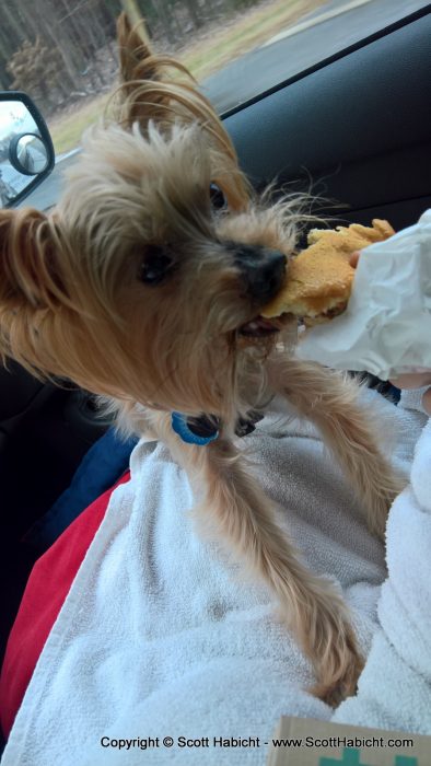 Molly and I headed to the beach for New Year's, and Riley got to eat a McDonald's hamburger on the ride there.