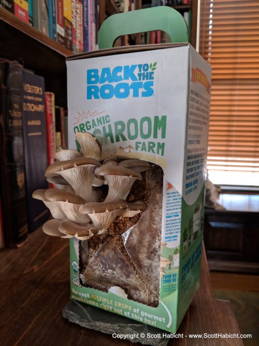 Look how the mushrooms grew!!!