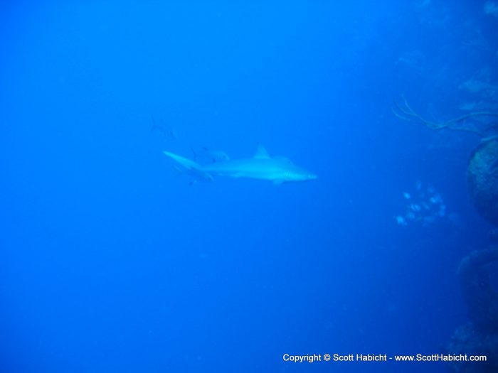 And on her first dive ever, a shark.