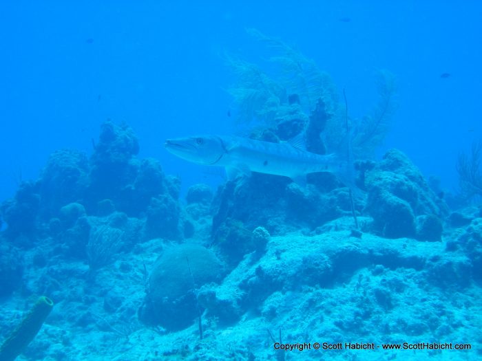 There were a few barracudas in the area.