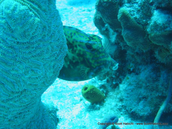 A shy puffer fish.