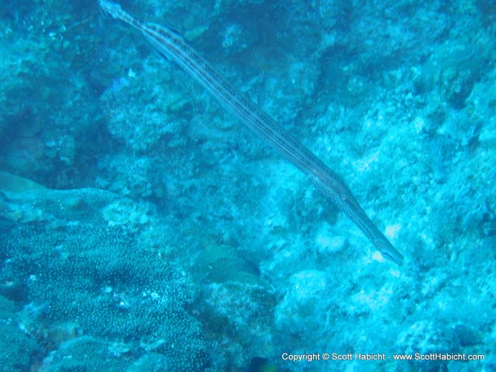 A trumpet fish...